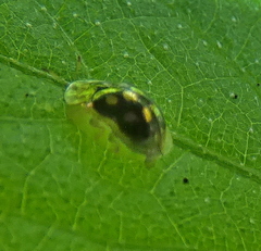 Plagiometriona microcera