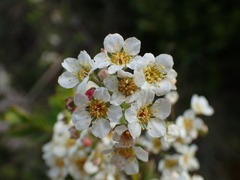 Spiraea hypericifolia obovata