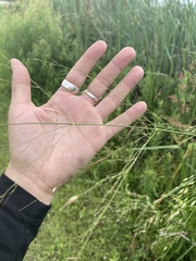 Zizaniopsis miliacea