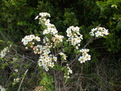 Spiraea hypericifolia obovata