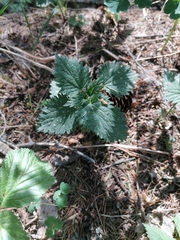 Urtica dioica