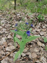 Pulmonaria mollis