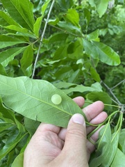 Amphibolips nubilipennis