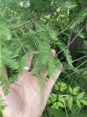 Taxodium distichum