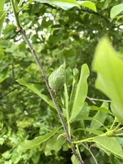 Amphibolips acuminata