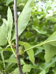 Amphibolips acuminata