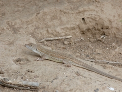 Acanthodactylus