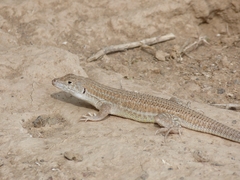 Acanthodactylus