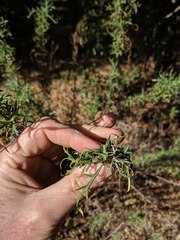 Artemisia palmeri