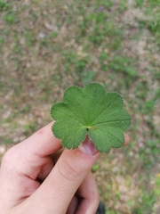 Alchemilla