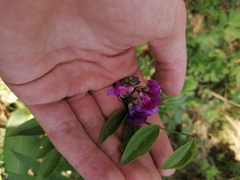Lathyrus vernus