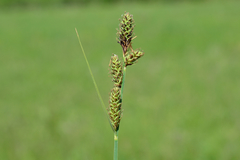 Carex hartmanii