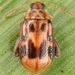 Charlie Brown Flea Beetle - Photo (c) skitterbug, some rights reserved (CC BY), uploaded by skitterbug