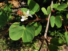 Bauhinia brachycarpa