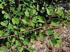 Bauhinia brachycarpa