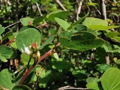Bauhinia brachycarpa