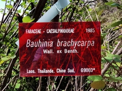 Bauhinia brachycarpa