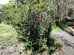 Bauhinia brachycarpa