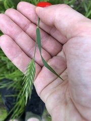 Agropyron cristatum