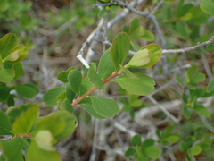 Spiraea hypericifolia obovata