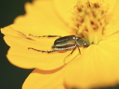 Macrodactylus sericinus