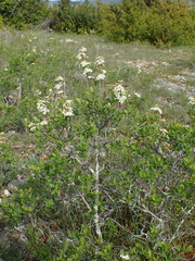 Spiraea hypericifolia obovata