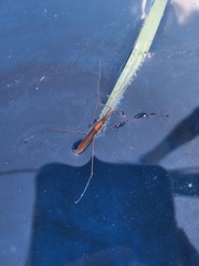 Limnoporus rufoscutellatus