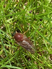 Coenomyia