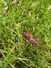 Coenomyia