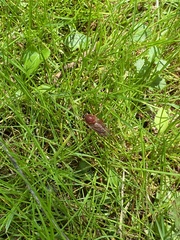 Coenomyia