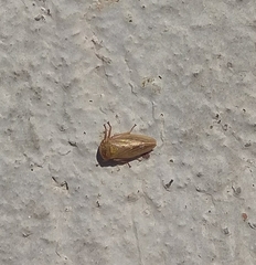 Rhytidodus