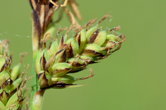 Carex hartmanii