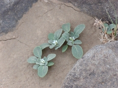 Anastatica hierochuntica