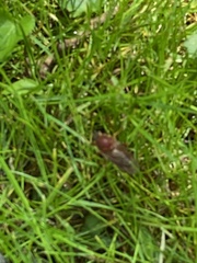 Coenomyia