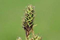 Carex hartmanii