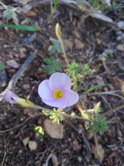 Oxalis meisneri