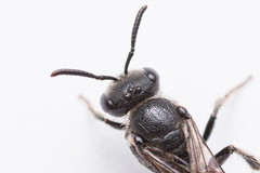 Sphecodes pellucidus