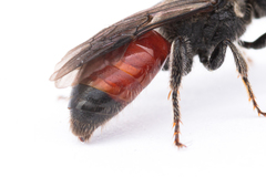 Sphecodes pellucidus