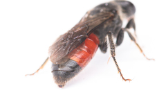 Sphecodes pellucidus