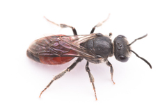 Sphecodes pellucidus