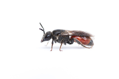 Sphecodes pellucidus