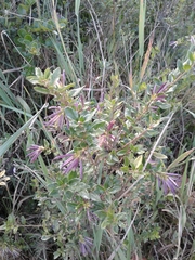 Cestrum buxifolium