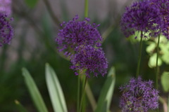 Allium giganteum