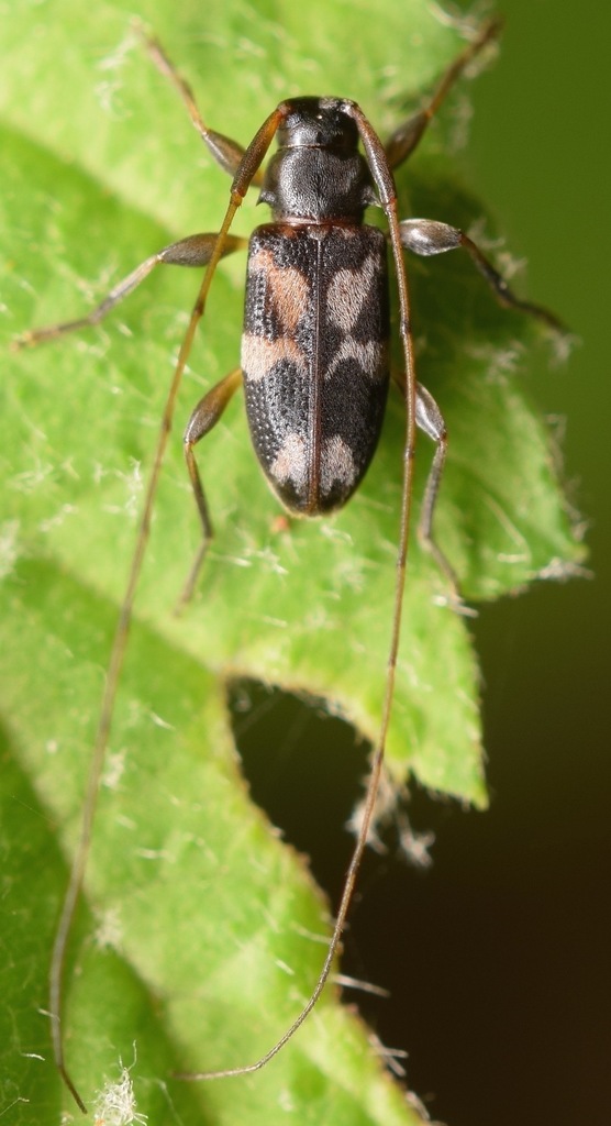 Polymitoleiopus