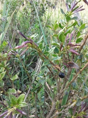 Cestrum buxifolium