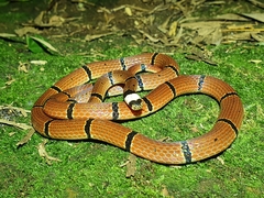 Swinhoe's Temperate Asian Coralsnake photo 2