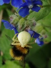 Misumena vatia