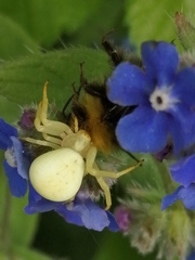 Misumena vatia