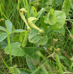 Aristolochia lutea