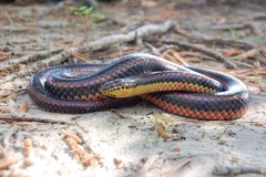 Farancia erytrogramma erytrogramma